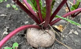 Особенности растения и вкуса