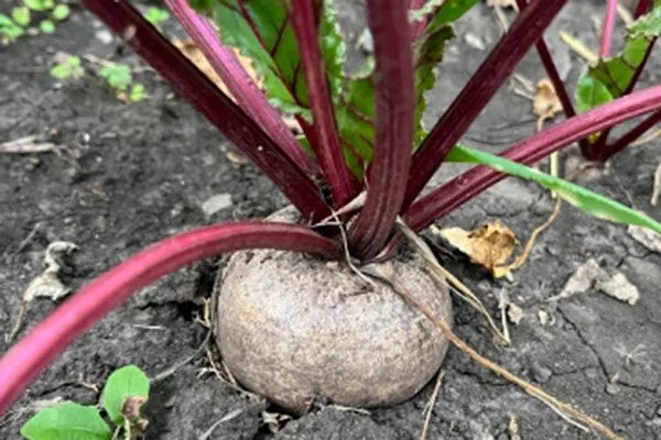 Особенности растения и вкуса