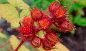 вкус японской малины