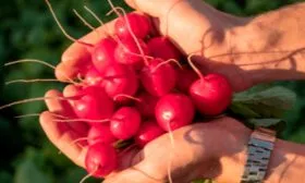 Вкус и назначение