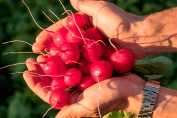 Вкус и назначение