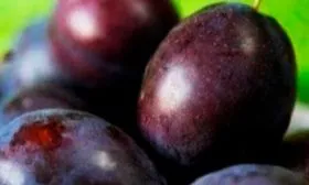 Вкусовые характеристики слива Венгерка Московская