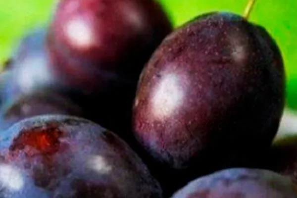 Вкусовые характеристики слива Венгерка Московская