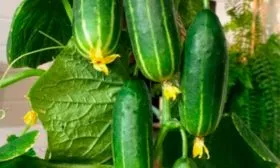 Урожайность