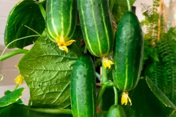 Урожайность