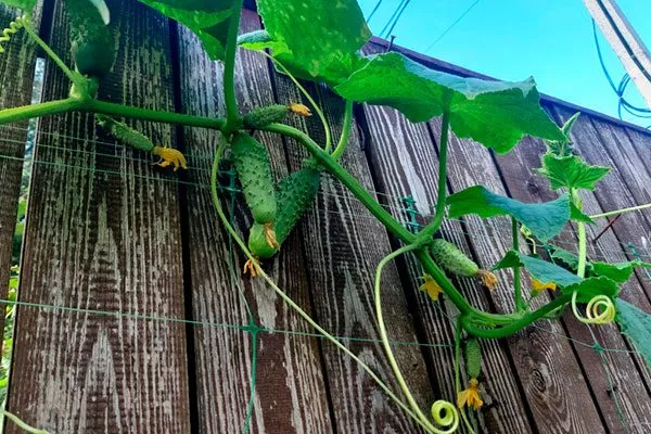 Характеристики