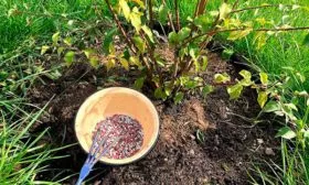 Внесение удобрений