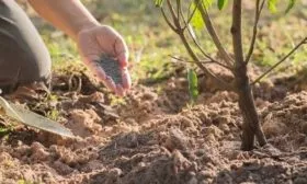 внесение удобрений под дерево сливы красный шар