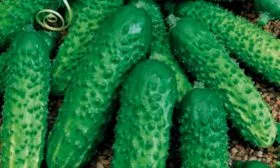 Регионы выращивания, происхождение