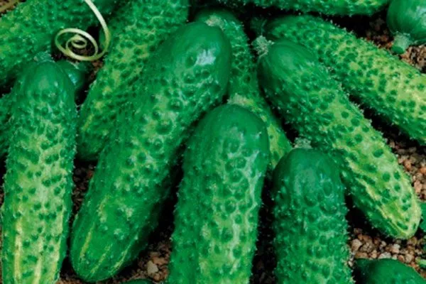 Регионы выращивания, происхождение