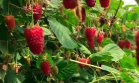 Сроки созревания