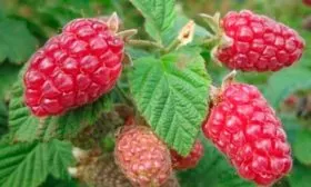 Особенности выращивания