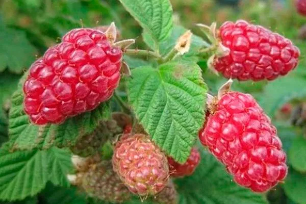 Особенности выращивания