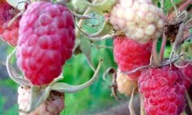 Сроки созревания, хранение