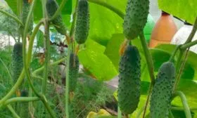 Внешние показатели растения