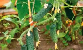 Внешние показатели растения