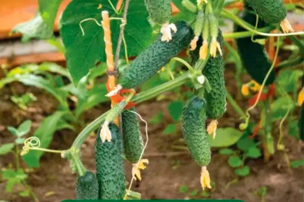 Внешние показатели растения