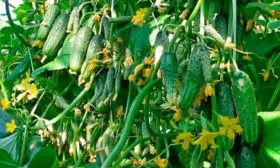 Внешние показатели растения и зеленцов