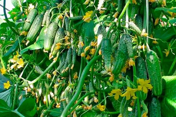 Внешние показатели растения и зеленцов