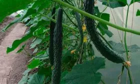 Внешние показатели растения и зеленцов