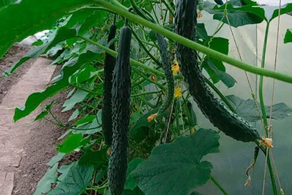 Внешние показатели растения и зеленцов