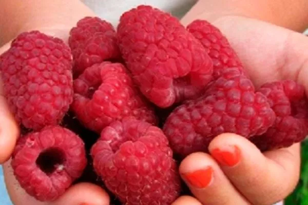 Внешние показатели ягод, их вкус