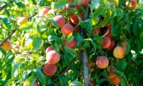 Внешний вид дерева