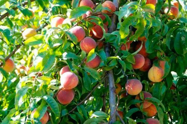 Внешний вид дерева