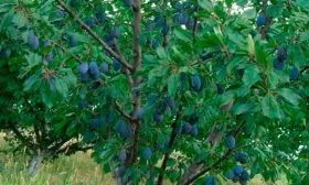 Внешний вид дерева