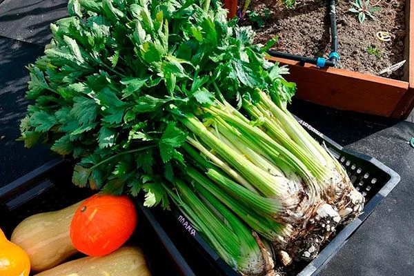 Внешний вид и цветовые характеристики