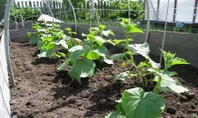 возделывание огурцов