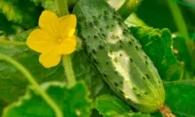 Характерные черты внешнего вида растения