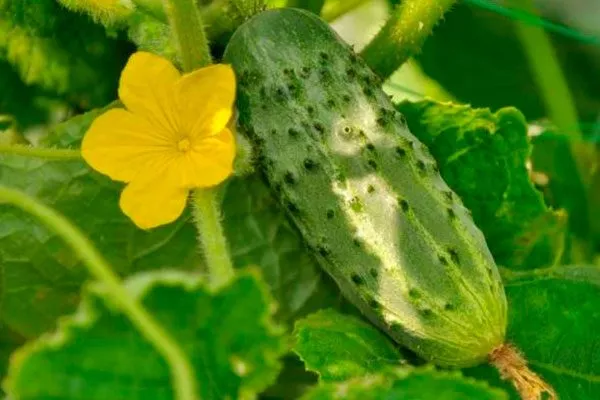 Характерные черты внешнего вида растения