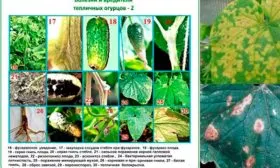 Возможные заболевания и вредители, способы избавления от них