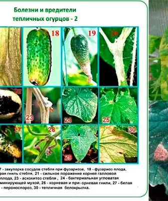 Возможные заболевания и вредители, способы избавления от них