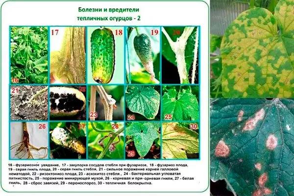 Возможные заболевания и вредители, способы избавления от них