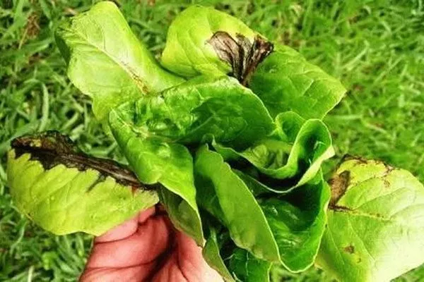 Вредители и болезни