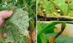 Вредители и борьба с ними