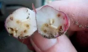 Вредители и заболевания