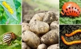 вредители картофеля Гулливер