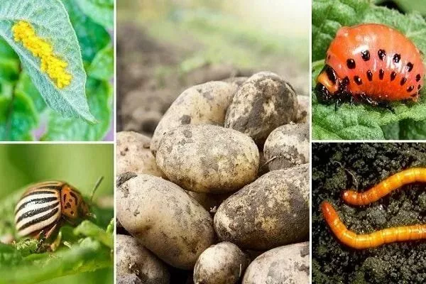 вредители картофеля Гулливер