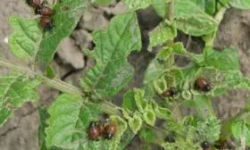 вредители картофеля Каратоп