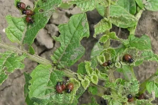 вредители картофеля Каратоп