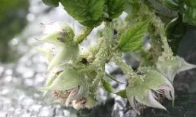 вредители малины Бригантина