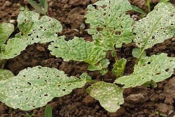 вредители репы