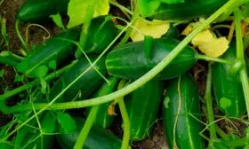 Время созревания и объемы урожайности