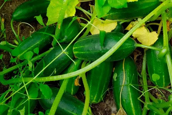 Время созревания и объемы урожайности