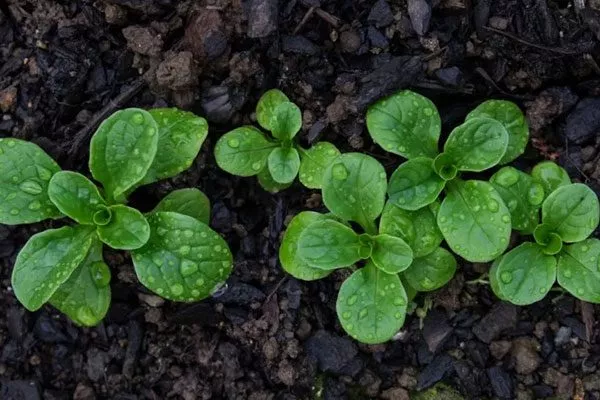 всходы корн-салата