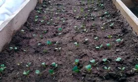 всходы редиса в теплице