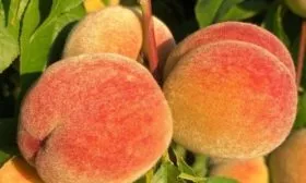 Плод Вулкан